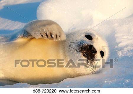 Harp Seal (Phoca groenlandica), pup. Magdalen Islands, Quebec, Canada View Large Photo Image Stock Image - Harp Seal (Phoca groenlandica), pup. Magdalen Islands, Quebec, Canada. Fotosearch