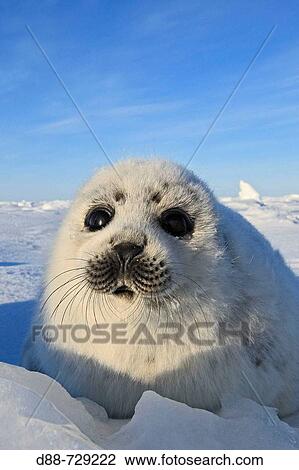 Harp Seal (Phoca groenlandica), pup. Magdalen Islands, Quebec, Canada View Large Photo Image Stock Image - Harp Seal (Phoca groenlandica), pup. Magdalen Islands, Quebec, Canada. Fotosearch