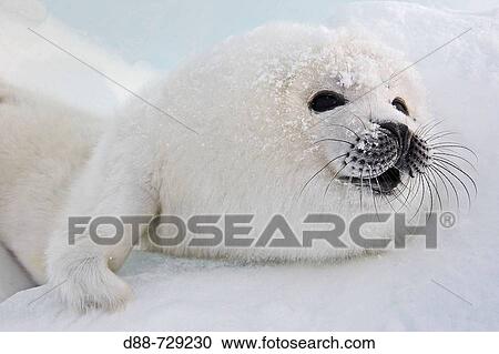 Harp Seal (Phoca groenlandica), pup. Magdalen Islands, Quebec, Canada View Large Photo Image Stock Image - Harp Seal (Phoca groenlandica), pup. Magdalen Islands, Quebec, Canada. Fotosearch