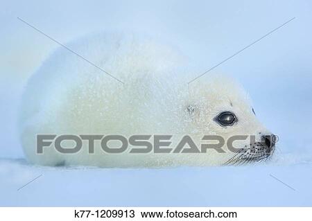 Harp Seal (Phoca groenlandica), pup, Magdalen Islands, Qu? bec, Canada View Large Photo Image Stock Image - Harp Seal (Phoca groenlandica), pup, Magdalen Islands, Qu? bec, Canada. Fotosearch