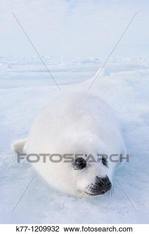 Harp Seal (Phoca groenlandica), pup, Magdalen Islands, Qu? bec, Canada View Large Photo Image Stock Image - Harp Seal (Phoca groenlandica), pup, Magdalen Islands, Qu? bec, Canada. Fotosearch