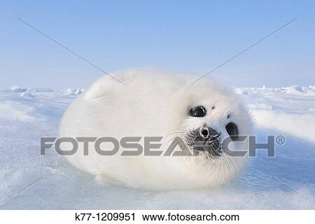 Harp Seal (Phoca groenlandica), pup, Magdalen Islands, Qu? bec, Canada View Large Photo Image Stock Image - Harp Seal (Phoca groenlandica), pup, Magdalen Islands, Qu? bec, Canada. Fotosearch