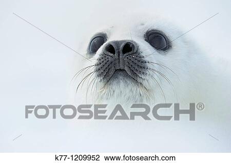Harp Seal (Phoca groenlandica), pup, Magdalen Islands, Qu? bec, Canada View Large Photo Image Stock Image - Harp Seal (Phoca groenlandica), pup, Magdalen Islands, Qu? bec, Canada. Fotosearch