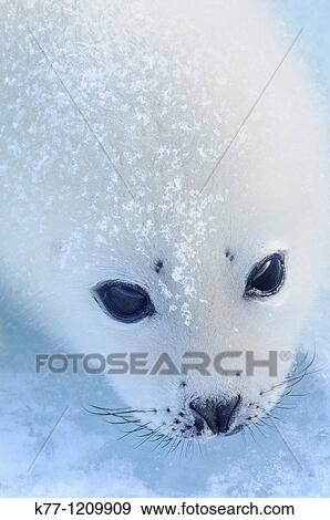 Harp Seal (Phoca groenlandica), pup, Magdalen Islands, Qu? bec, Canada View Large Photo Image Stock Photo - Harp Seal (Phoca groenlandica), pup, Magdalen Islands, Qu? bec, Canada. Fotosearch