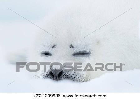 Harp Seal (Phoca groenlandica), pup, Magdalen Islands, Qu? bec, Canada View Large Photo Image Stock Photograph - Harp Seal (Phoca groenlandica), pup, Magdalen Islands, Qu? bec, Canada. Fotosearch