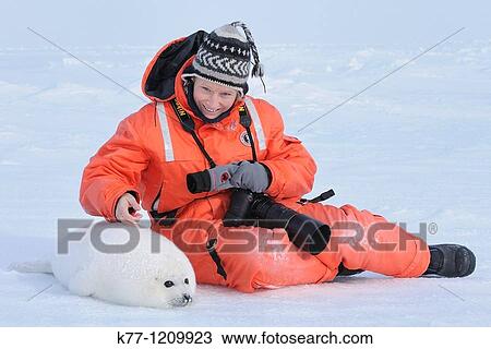 Stock Image - Harp Seal (Phoca groenlandica), Tourist with pup, Magdalen Islands, Qu? bec, Canada. Fotosearch