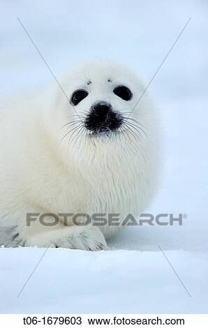 32+ White Harbor Seal Pup Pics