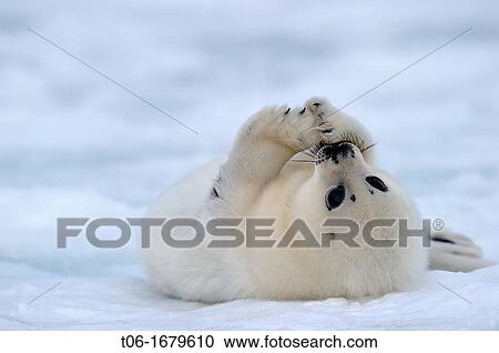 Harp seal pup white coat 4 to 14 days old on ice Phoca groenlandicus Magdalen Islands, Quebec, Canada View Large Photo Image Stock Image - Harp seal pup white coat 4 to 14 days old on ice Phoca groenlandicus Magdalen Islands, Quebec, Canada. Fotosearch