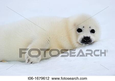 Harp seal pup white coat 4 to 14 days old on ice Phoca groenlandicus Magdalen Islands, Quebec, Canada View Large Photo Image Stock Image - Harp seal pup white coat 4 to 14 days old on ice Phoca groenlandicus Magdalen Islands, Quebec, Canada. Fotosearch