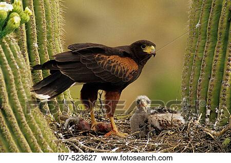 Harris? Hawk (Parabuteo unicinctus)-Arizona- On nest in saguaro cactus-group hunters-raptor-desert dwellers - with young View Large Photo Image Stock Photo - Harris? Hawk (Parabuteo unicinctus)-Arizona- On nest in saguaro cactus-group hunters-raptor-desert dwellers - with young. Fotosearch