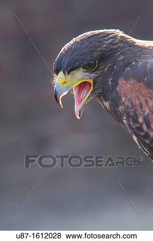 Stock Photo - Harris Hawk, Parabuteo unicinctus, in Captivity. Fotosearch