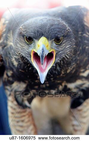 Harris Hawk, Parabuteo unicinctus, in Captivity View Large Photo Image Stock Photography - Harris Hawk, Parabuteo unicinctus, in Captivity. Fotosearch