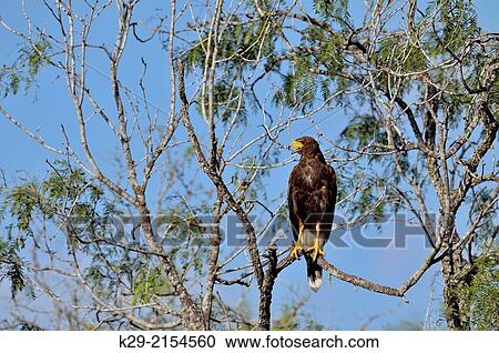 Harris Hawk (Parabuteo unicinctus), Rio Grande City, Texas, USA. View Large Photo Image Stock Image - Harris Hawk (Parabuteo unicinctus), Rio Grande City, Texas, USA.. Fotosearch