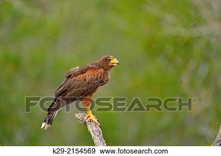 Stock Photo - Harris Hawk (Parabuteo unicinctus), Rio Grande City, Texas, USA.. Fotosearch
