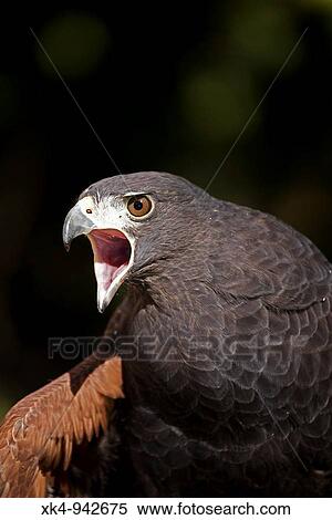 Harris's Hawk (Parabuteo unicinctus) portrait, captive - Unique among raptors for cooperative hunting - In US found only in Texas-Arizona and New Mexico. View Large Photo Image Stock Photography - Harris's Hawk (Parabuteo unicinctus) portrait, captive - Unique among raptors for cooperative hunting - In US found only in Texas-Arizona and New Mexico.. Fotosearch