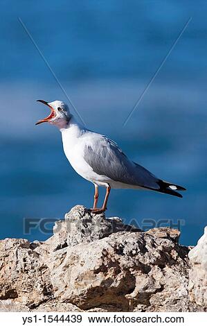 Stock Photo - Hartlaub's Gull or king Gull, larus hartlaubii, Adult standing on Rock, Calling out, Hermanus in South Africa. Fotosearch