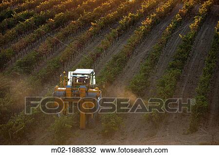 Stock Image - Harvest in Laguardia, La Rioja, Spain, Europe. Fotosearch