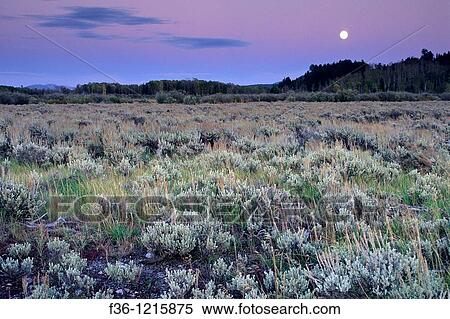 Harvest moon rises at sunset over Aspen and Pine trees, Grand Teton Nat? l Pk, WYOMING View Large Photo Image Stock Photography - Harvest moon rises at sunset over Aspen and Pine trees, Grand Teton Nat? l Pk, WYOMING. Fotosearch