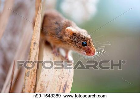 Harvest Mouse Micromys minutus, sitting in reed, Bavaria View Large Photo Image Stock Photo - Harvest Mouse Micromys minutus, sitting in reed, Bavaria. Fotosearch