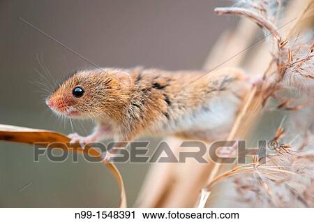 Harvest Mouse Micromys minutus, climbing in reed, Bavaria View Large Photo Image Stock Image - Harvest Mouse Micromys minutus, climbing in reed, Bavaria. Fotosearch