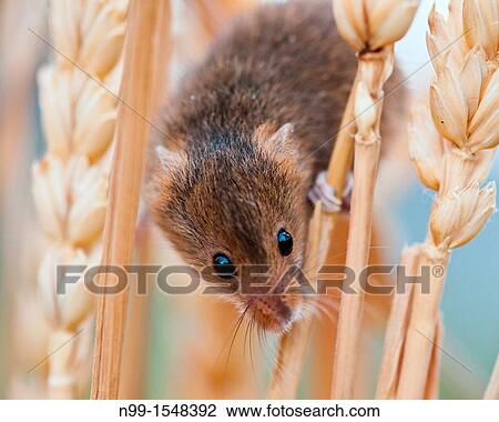 Harvest Mouse Micromys minutus, climbing in wheat, Bavaria View Large Photo Image Stock Image - Harvest Mouse Micromys minutus, climbing in wheat, Bavaria. Fotosearch