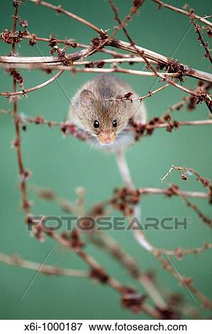 Harvest Mouse Micromys minutus, climbing around between dead plant stalks View Large Photo Image Stock Photo - Harvest Mouse Micromys minutus, climbing around between dead plant stalks. Fotosearch