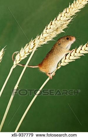 Stock Photo - Harvest Mouse Micromys minutus - climbing using prehensile tail, between wheat stalks. Fotosearch