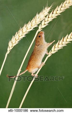 Harvest Mouse Micromys minutus, climbing using prehensile tail, between wheat stalks View Large Photo Image Stock Photograph - Harvest Mouse Micromys minutus, climbing using prehensile tail, between wheat stalks. Fotosearch