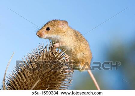 Picture - Harvest mouse on teasel seed head. Fotosearch