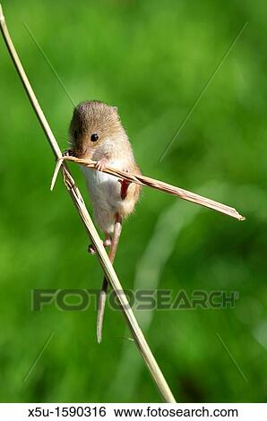 Harvest mouse View Large Photo Image Stock Photograph - Harvest mouse. Fotosearch