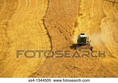 Harvest of corn at view of eagle, photo taken in Solson? s, Lleida, Spain, Europe View Large Photo Image Stock Photography - Harvest of corn at view of eagle, photo taken in Solson? s, Lleida, Spain, Europe. Fotosearch
