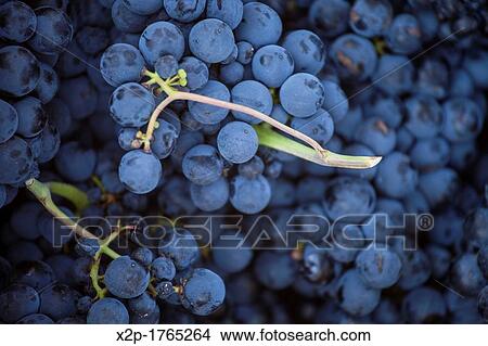 Harvest season in Briones, La Rioja, Spain View Large Photo Image Picture - Harvest season in Briones, La Rioja, Spain. Fotosearch