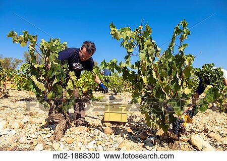Harvest season in Briones, La Rioja, Spain View Large Photo Image Stock Image - Harvest season in Briones, La Rioja, Spain. Fotosearch
