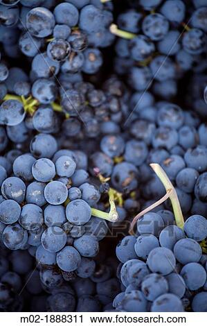 Harvest season in Briones, La Rioja, Spain View Large Photo Image Stock Image - Harvest season in Briones, La Rioja, Spain. Fotosearch