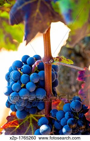 Harvest season in Briones, La Rioja, Spain View Large Photo Image Stock Image - Harvest season in Briones, La Rioja, Spain. Fotosearch