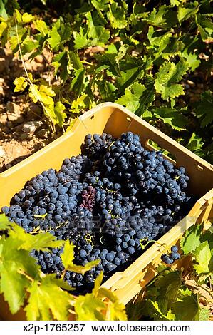Harvest season in Briones, La Rioja, Spain View Large Photo Image Stock Photo - Harvest season in Briones, La Rioja, Spain. Fotosearch