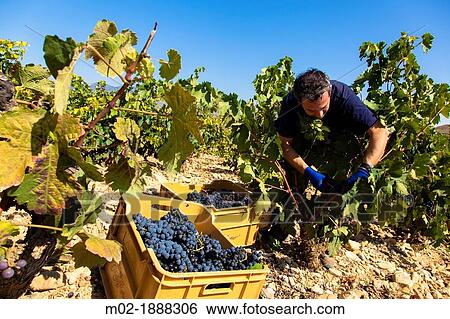 Harvest season in Briones, La Rioja, Spain View Large Photo Image Stock Photograph - Harvest season in Briones, La Rioja, Spain. Fotosearch
