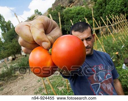 Harvest tomato variety Land Grown in the garden of Gabi Zamora of La Cuesta del Rato, parish of Castielfabib, Ademuz corner region of Valencia, Comunidad Valenciana, Spain View Large Photo Image Stock Photography - Harvest tomato variety Land Grown in the garden of Gabi Zamora of La Cuesta del Rato, parish of Castielfabib, Ademuz corner region of Valencia, Comunidad Valenciana, Spain. Fotosearch