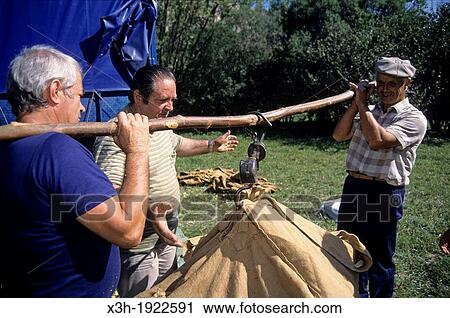Stock Image - harvest weighing, Tilia fair at La Charce, Drome department, region of Rhone-Alpes, France, Europe. Fotosearch