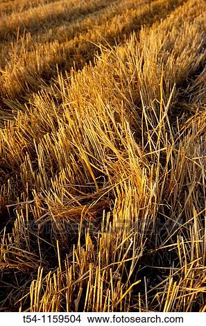Harvested grain field View Large Photo Image Picture - Harvested grain field. Fotosearch