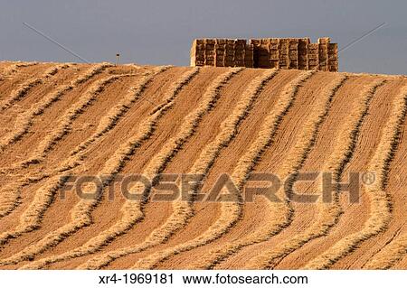 Harvested wheat field, Pamplona, Navarre, Spain. View Large Photo Image Stock Image - Harvested wheat field, Pamplona, Navarre, Spain.. Fotosearch