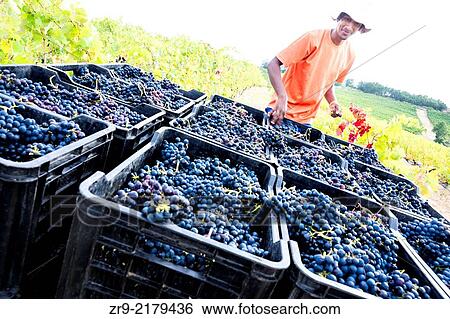 Harvester loading bins of collected grapes onto truck in vineyard during autumn, Remhoogte Winery Estate, property released, Stellenbosch, Winelands, Western Cape, South Africa. View Large Photo Image Stock Photograph - Harvester loading bins of collected grapes onto truck in vineyard during autumn, Remhoogte Winery Estate, property released, Stellenbosch, Winelands, Western Cape, South Africa.. Fotosearch