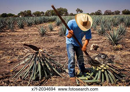 Harvesting Agave (Jima). plantation of blue Agave in Rancho `El Coyote?, Penjamo, Guanajuato, Mexico. View Large Photo Image Picture - Harvesting Agave (Jima). plantation of blue Agave in Rancho `El Coyote?, Penjamo, Guanajuato, Mexico.. Fotosearch