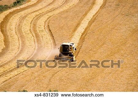Harvesting cereals with reaper doing curves and lines Solson? s, Lleida, Catalonia, Spain, Europe View Large Photo Image Stock Photo - Harvesting cereals with reaper doing curves and lines Solson? s, Lleida, Catalonia, Spain, Europe. Fotosearch