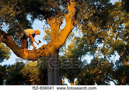 Harvesting cork. Badajoz, Extremadura, Spain. View Large Photo Image Stock Image - Harvesting cork. Badajoz, Extremadura, Spain.. Fotosearch