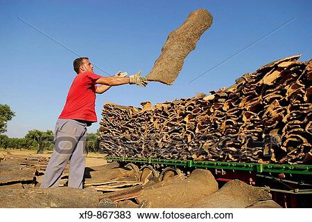Stock Image - Harvesting cork. Sierra de San Pedro. Extremadura. Espaa. Fotosearch