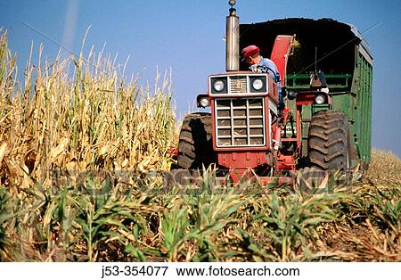 Harvesting corn and milo. Jefferson County, Nebraska. USA. View Large Photo Image Stock Photo - Harvesting corn and milo. Jefferson County, Nebraska. USA.. Fotosearch