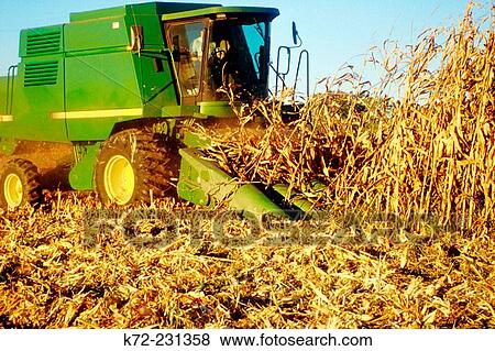 Stock Photo - harvesting corn with combine USA. Fotosearch