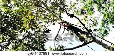 Harvesting durians from tall trees, king of fruit, rayong, eastern Thailand View Large Photo Image Stock Image - Harvesting durians from tall trees, king of fruit, rayong, eastern Thailand. Fotosearch