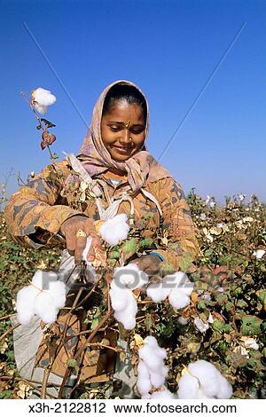 harvesting in cotton field, Gujarat, India, South Asia. View Large Photo Image Stock Image - harvesting in cotton field, Gujarat, India, South Asia.. Fotosearch